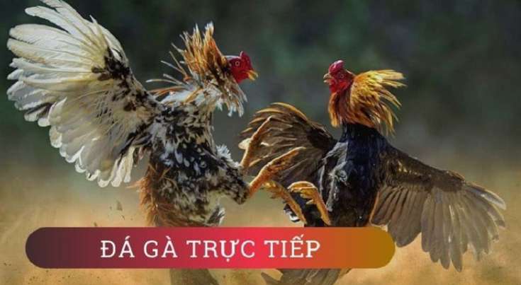 Báo cáo cấp độ Pg88 của Việt Nam - Pg88