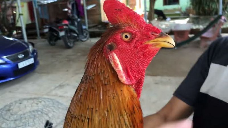Hướng dẫn tải ứng dụng Pk88 - Pk88